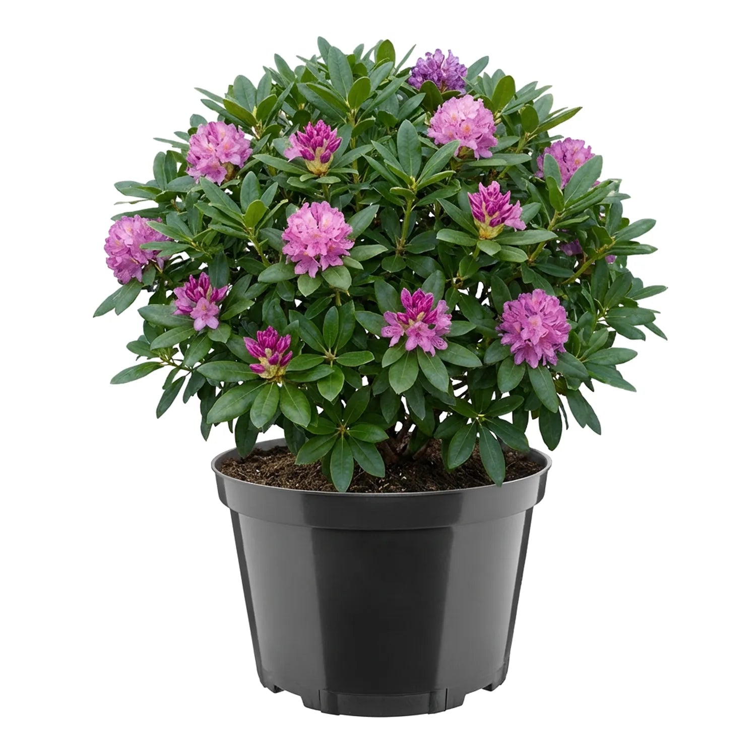 #Größe_Ø27 x 17,5 cm (7,5L)#Menge_1  Stück