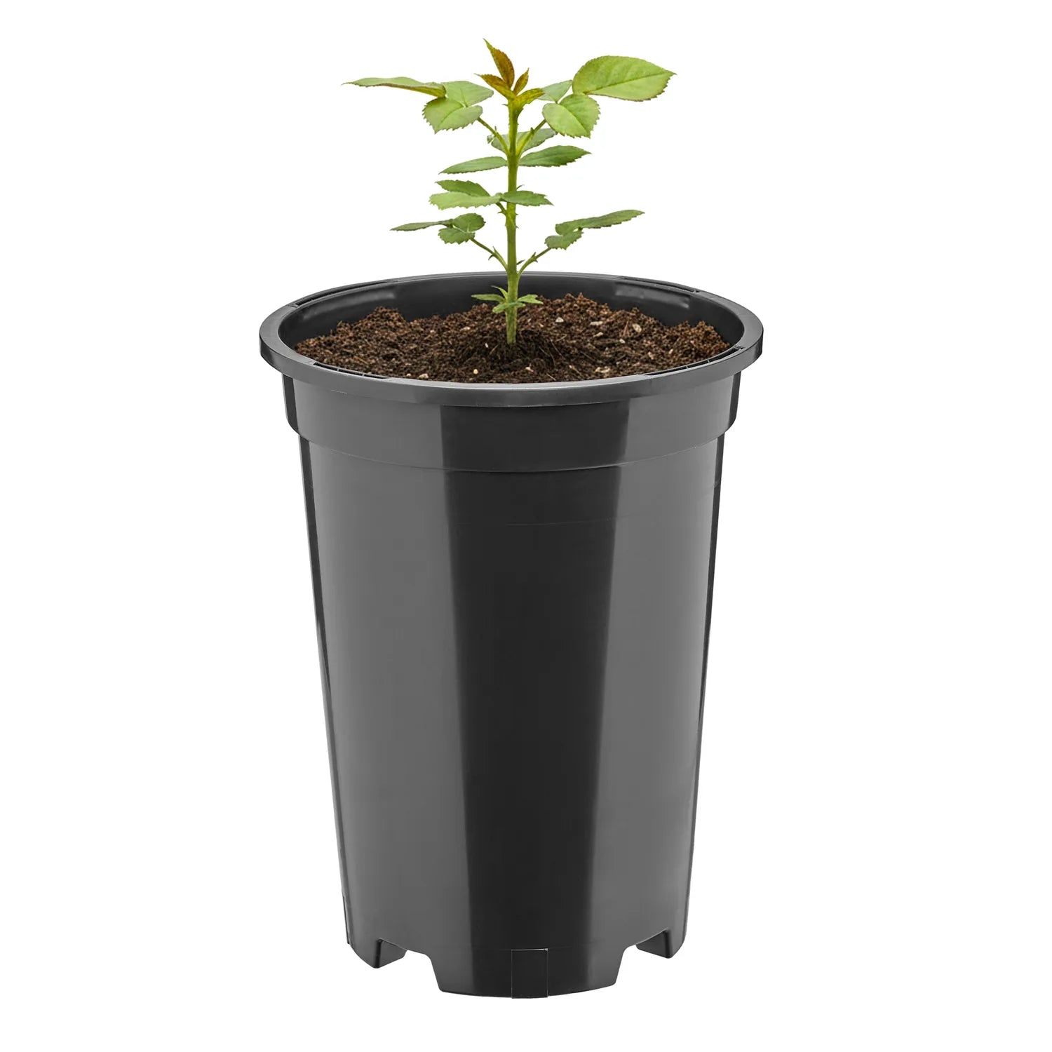 #Größe_Ø14 x 18 cm (1,7L)#Menge_1  Stück