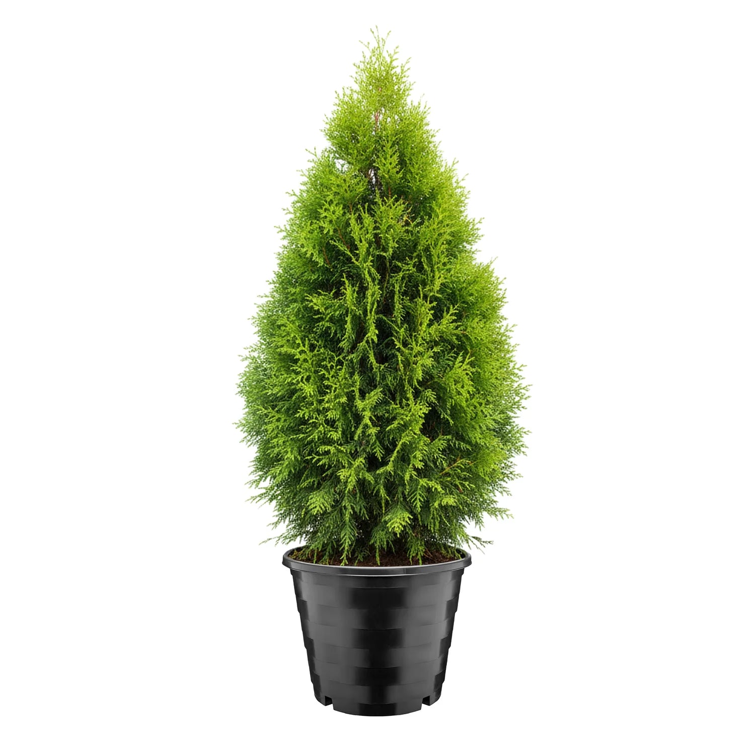 #Größe_Ø39 x 31 cm (25L)#Menge_1  Stück