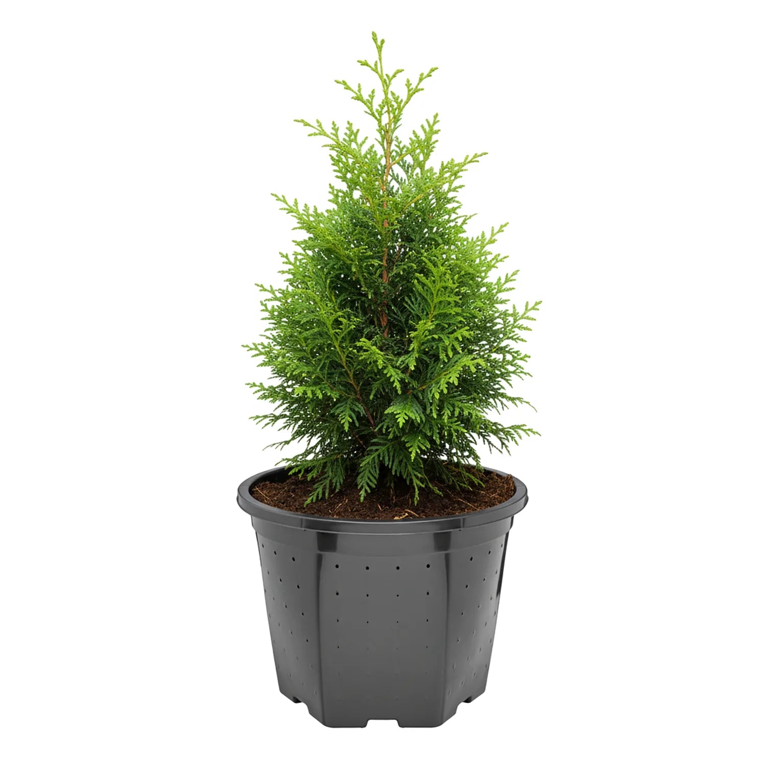 #Größe_Ø25 x 20 cm (7,5L)#Menge_1  Stück