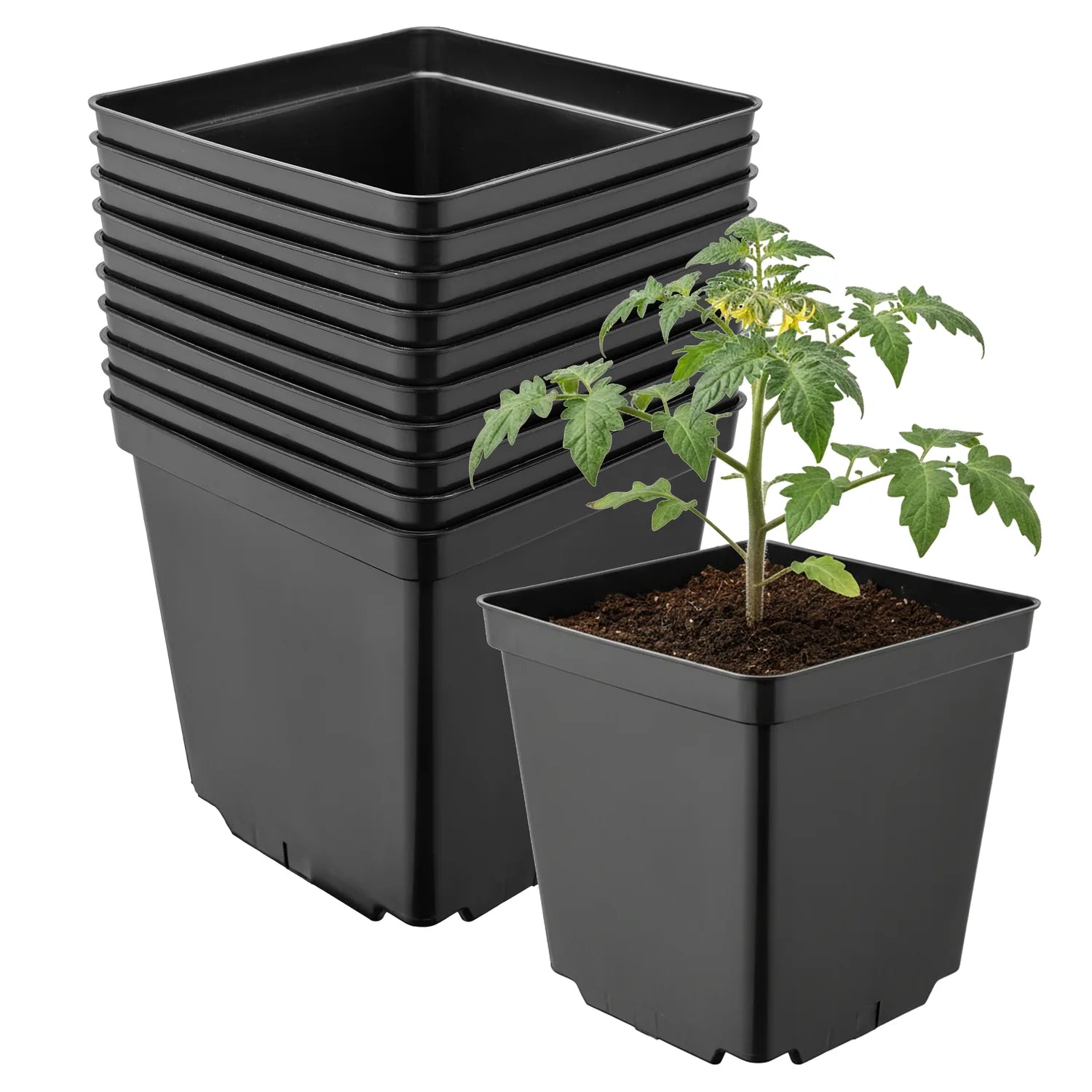 #Größe_15 x 15 x 15 cm (2,5L)#Menge_10 Stück