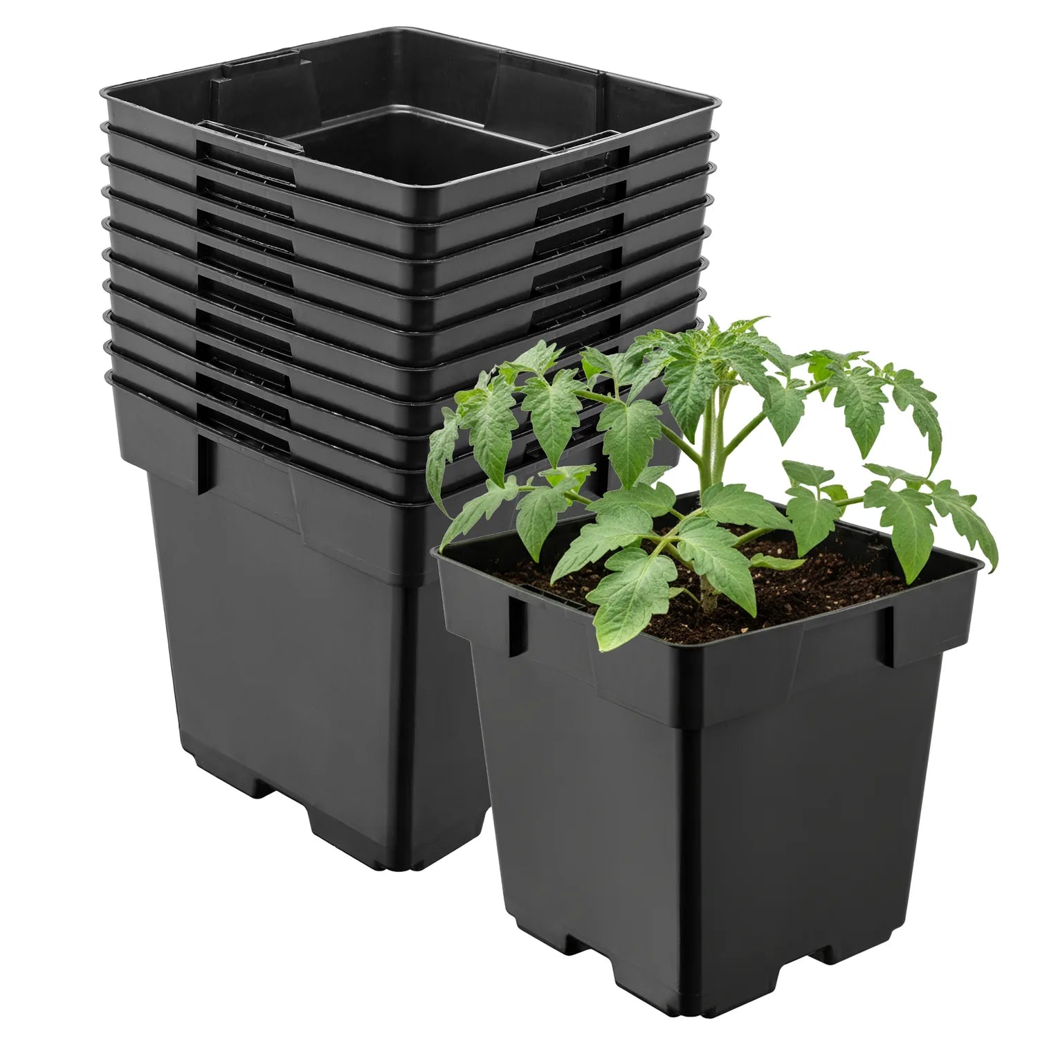 #Größe_14 x 14 x 14 cm (2L)#Menge_10 Stück