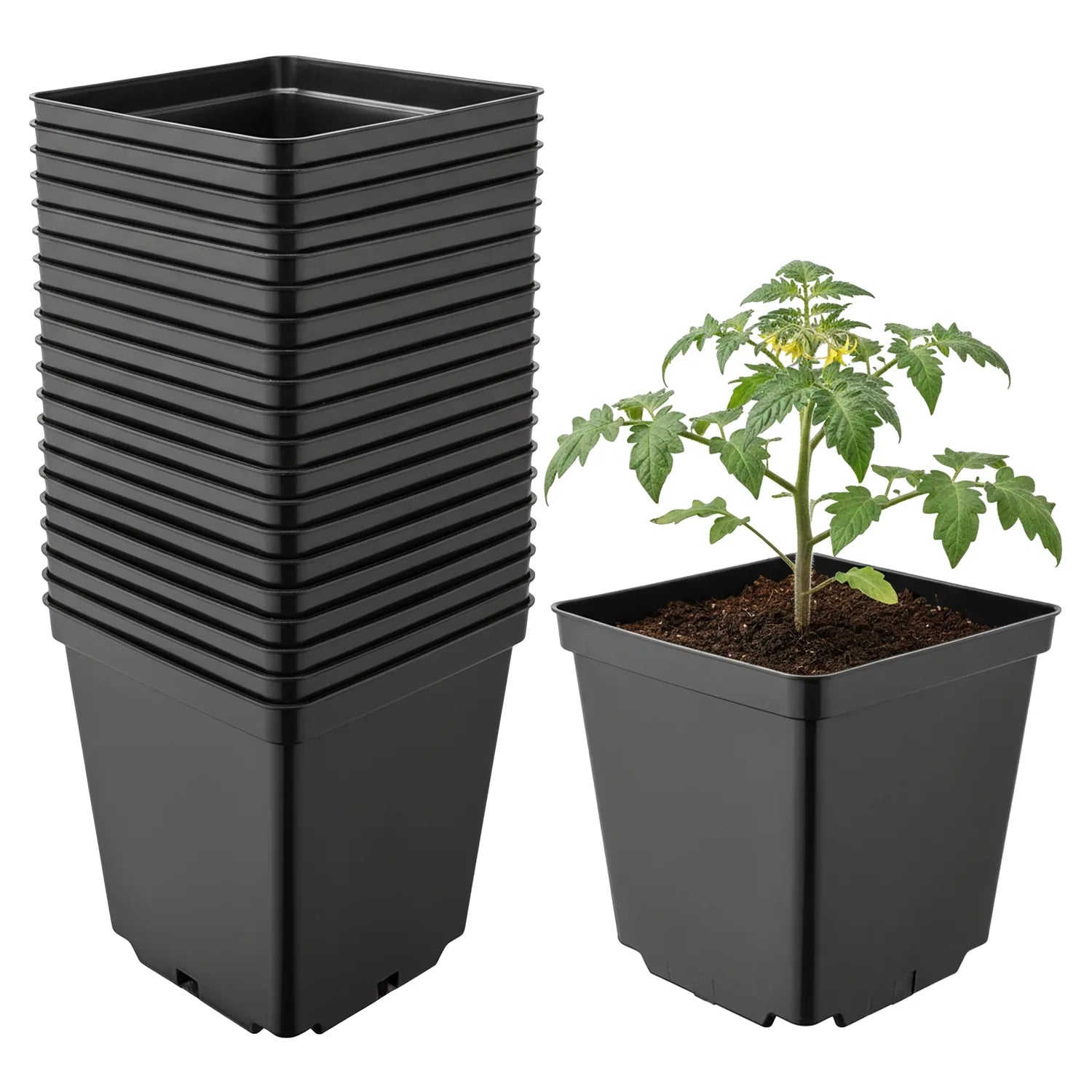 #Größe_15 x 15 x 15 cm (2,5L)#Menge_20 Stück