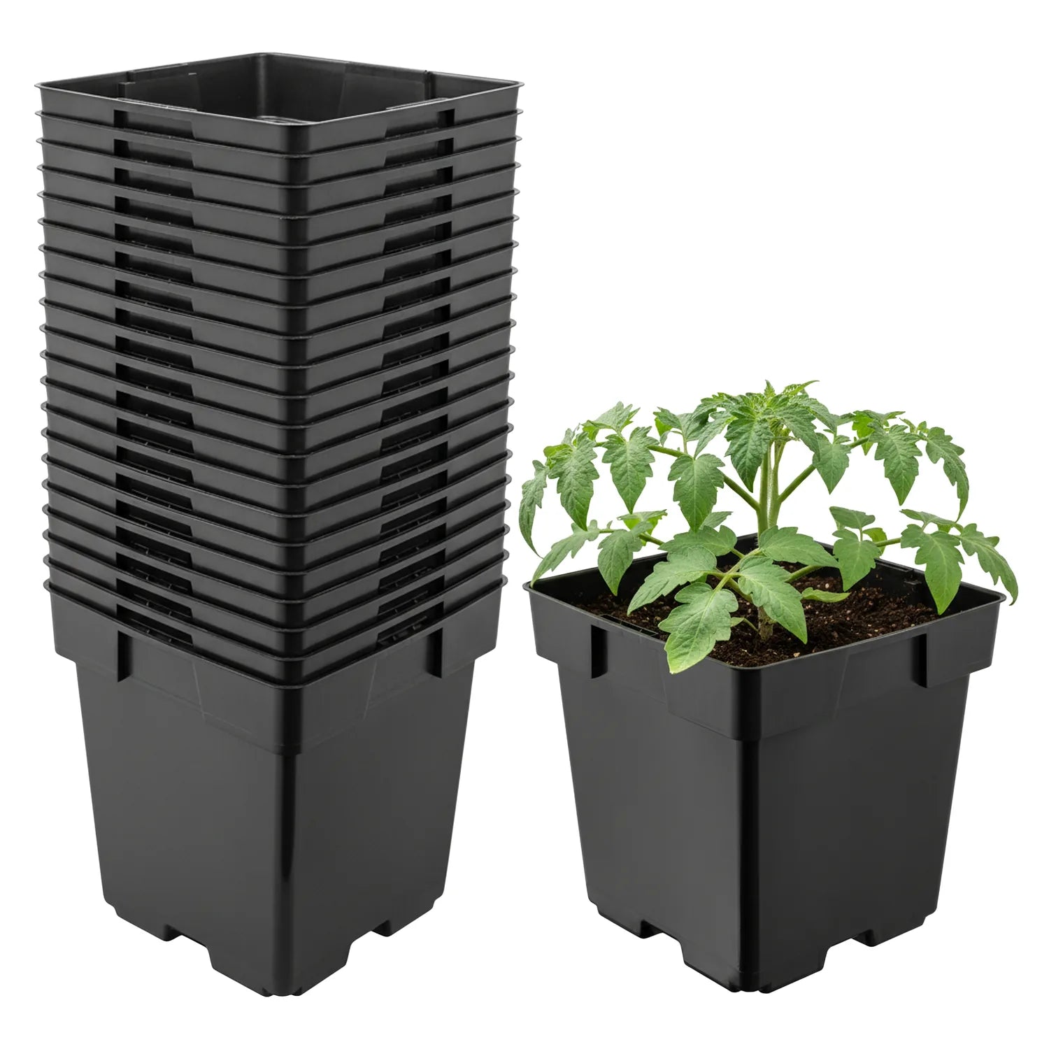 #Größe_14 x 14 x 14 cm (2L)#Menge_20 Stück