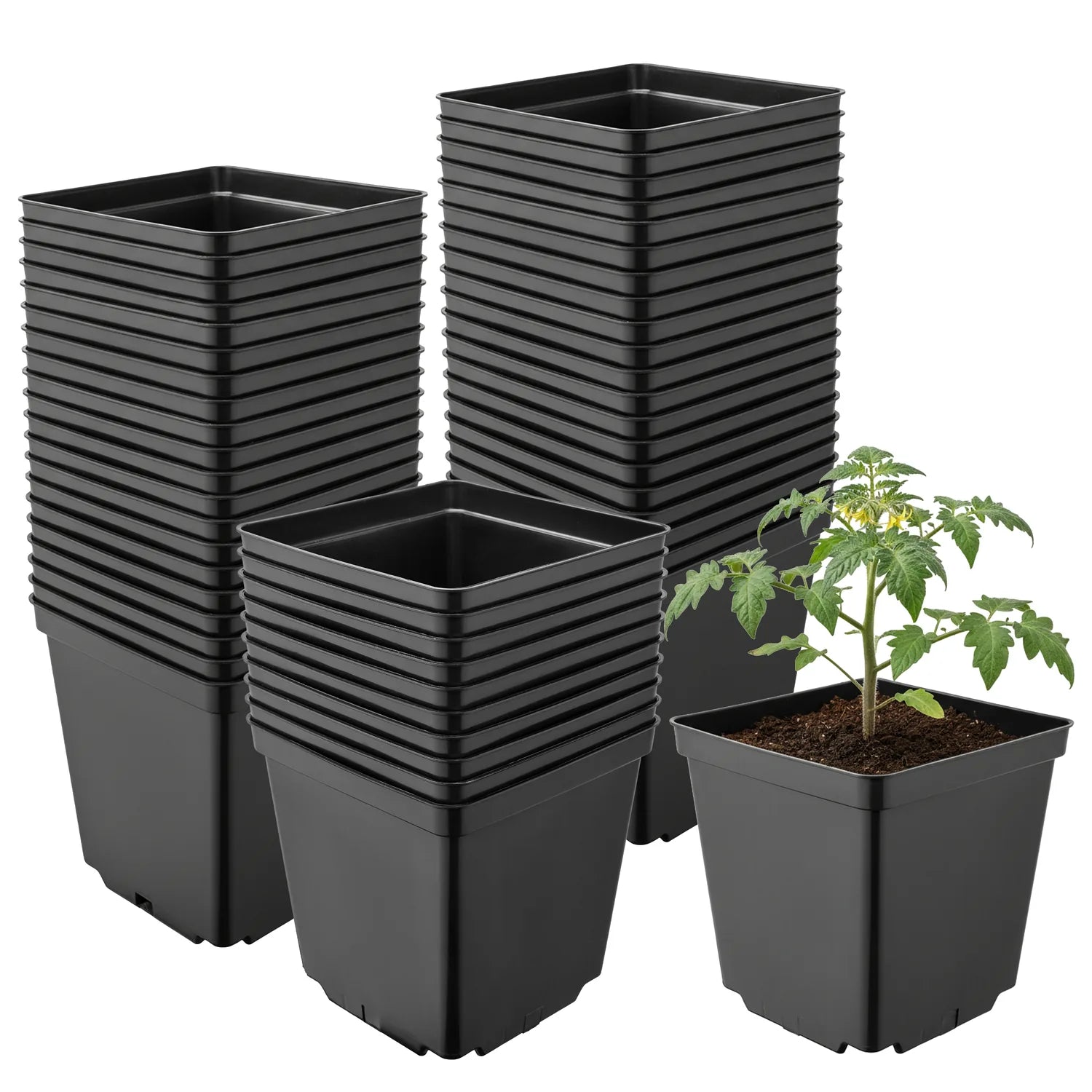 #Größe_15 x 15 x 15 cm (2,5L)#Menge_50 Stück