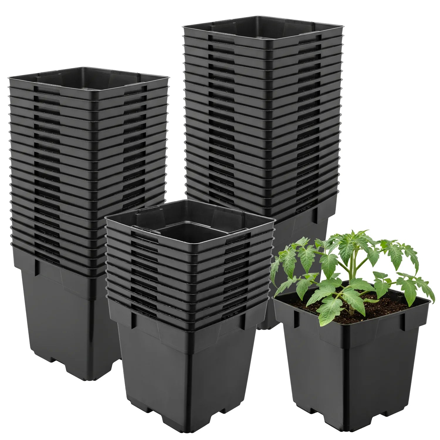 #Größe_14 x 14 x 14 cm (2L)#Menge_50 Stück