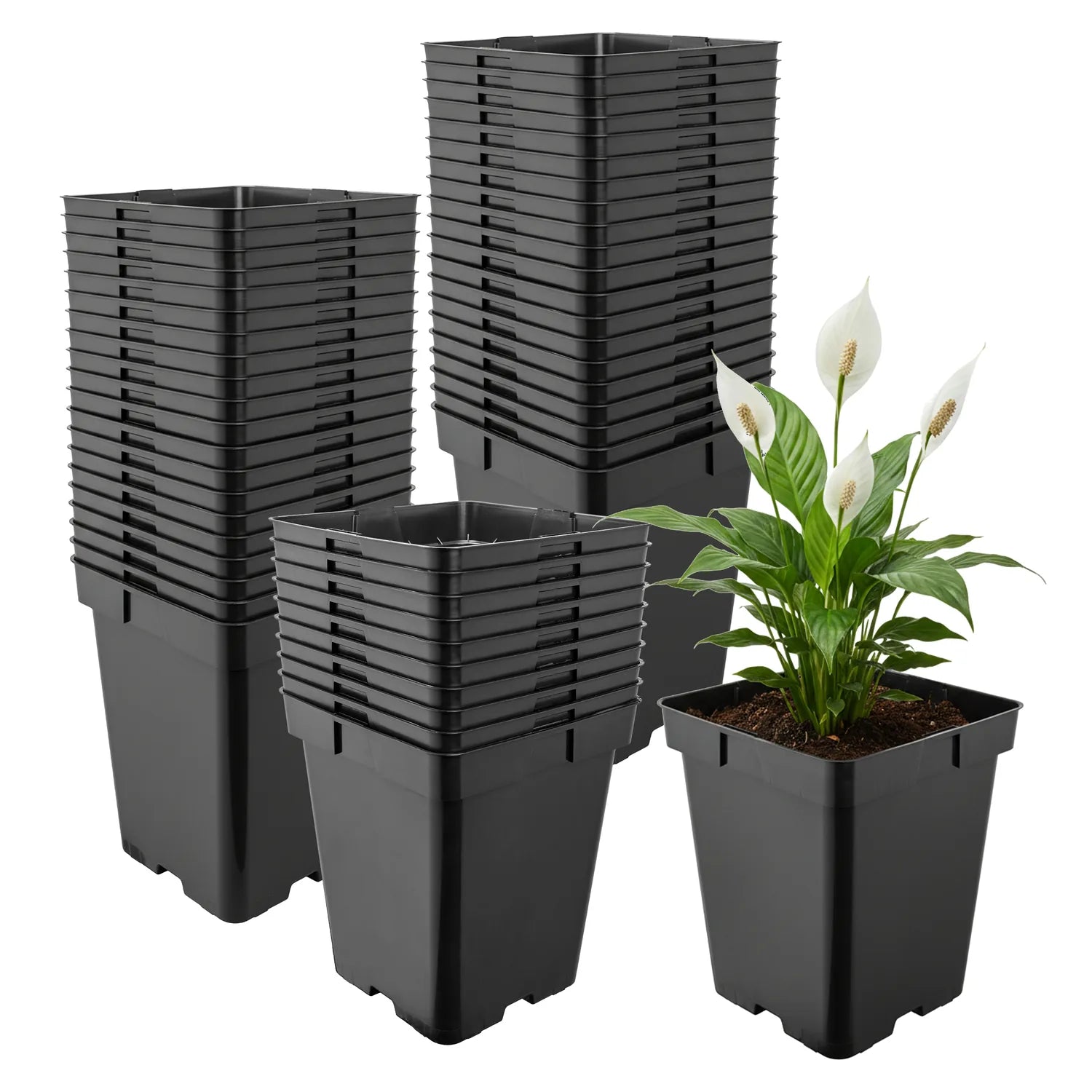 #Größe_19,5 x 19,5 x 19 cm (5L)#Menge_50 Stück