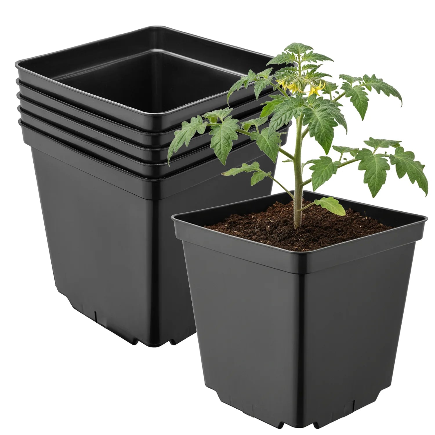 #Größe_15 x 15 x 15 cm (2,5L)#Menge_5 Stück