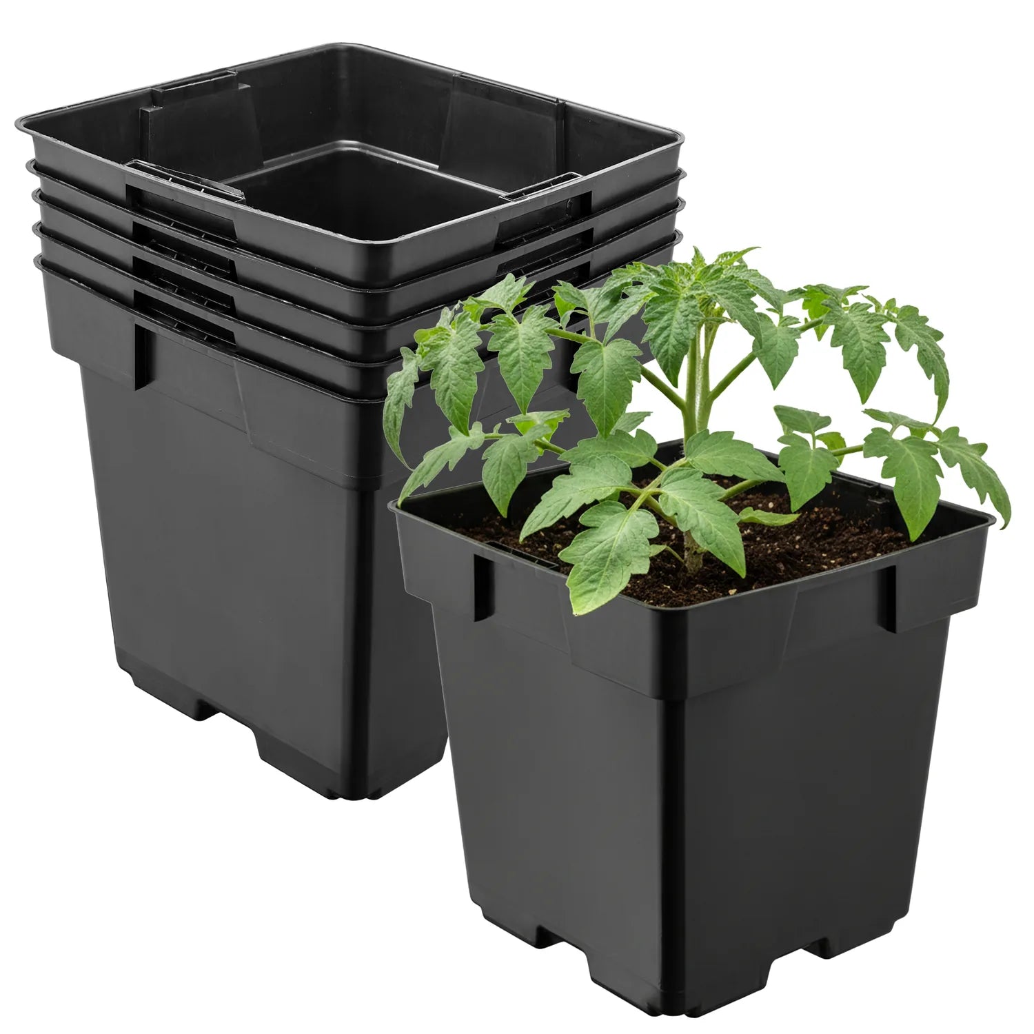 #Größe_14 x 14 x 14 cm (2L)#Menge_5 Stück