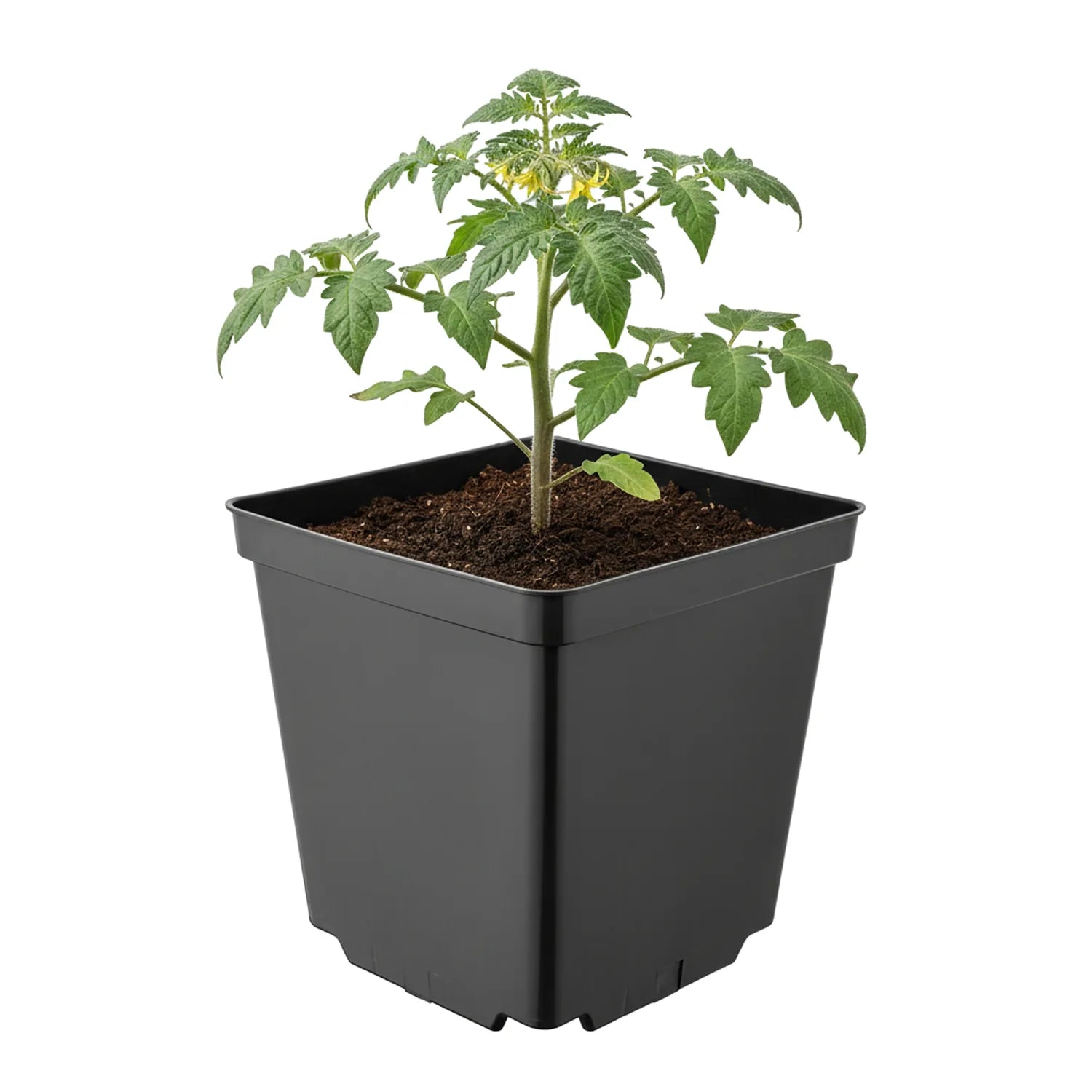 #Größe_15 x 15 x 15 cm (2,5L)#Menge_1 Stück