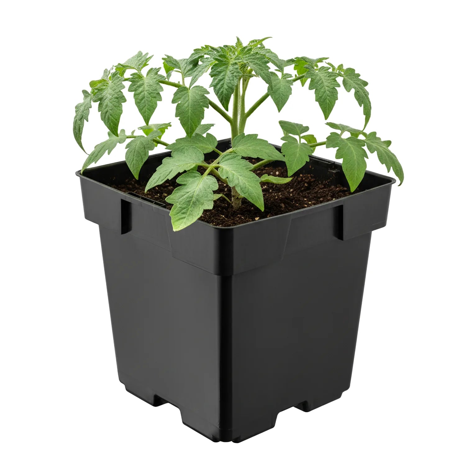 #Größe_14 x 14 x 14 cm (2L)#Menge_1 Stück