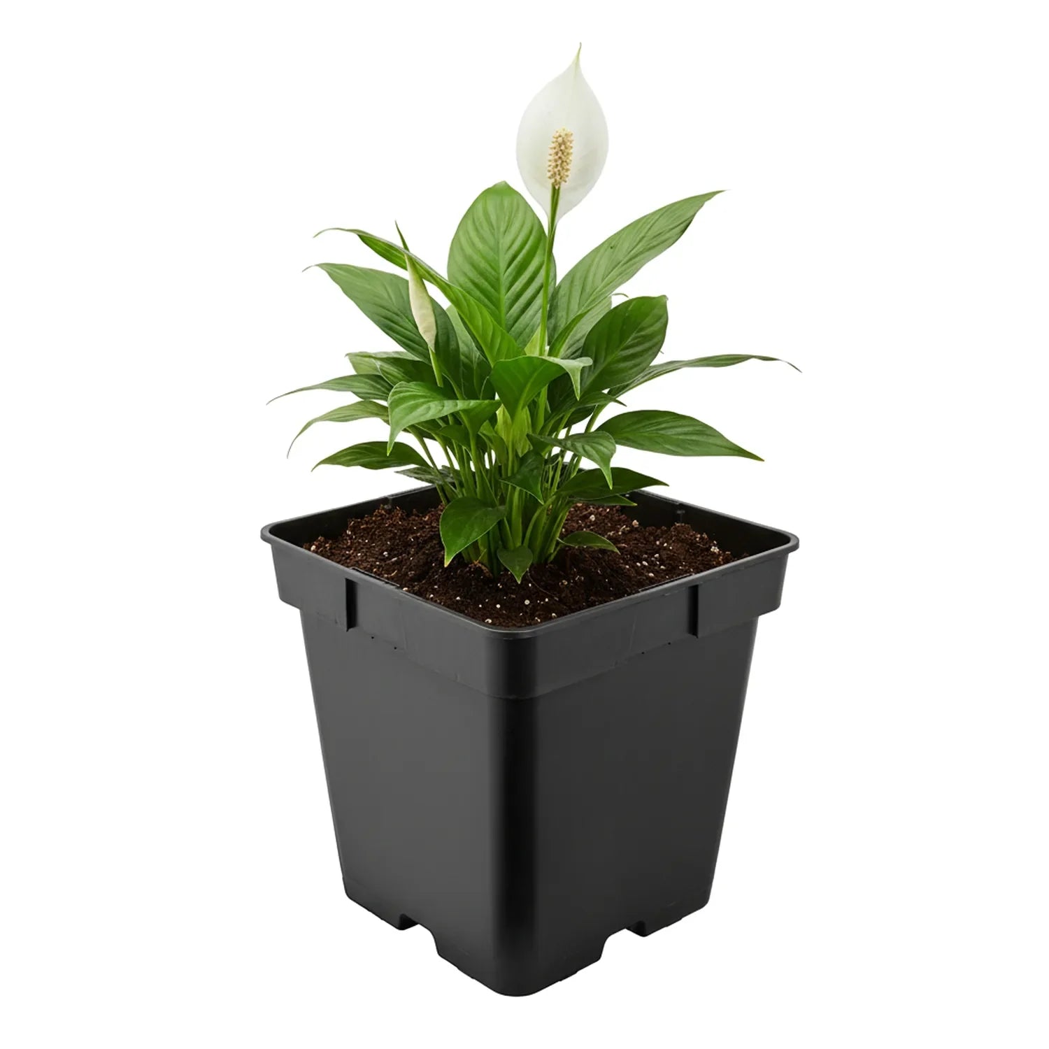 #Größe_18 x 18 x 18 cm (4L)#Menge_1 Stück