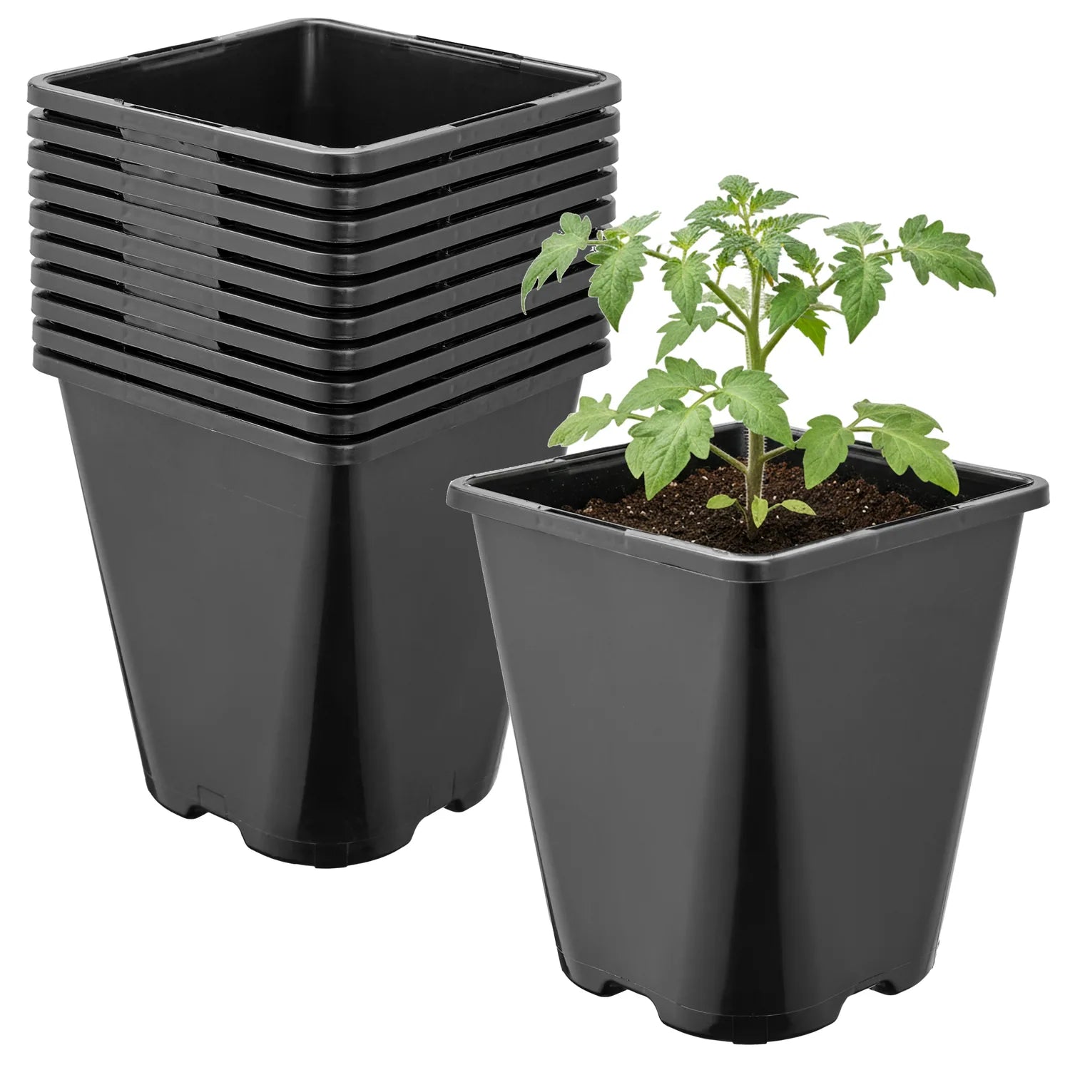 #Größe_11 x 11 x 12,5 cm (1L)#Menge_10  Stück