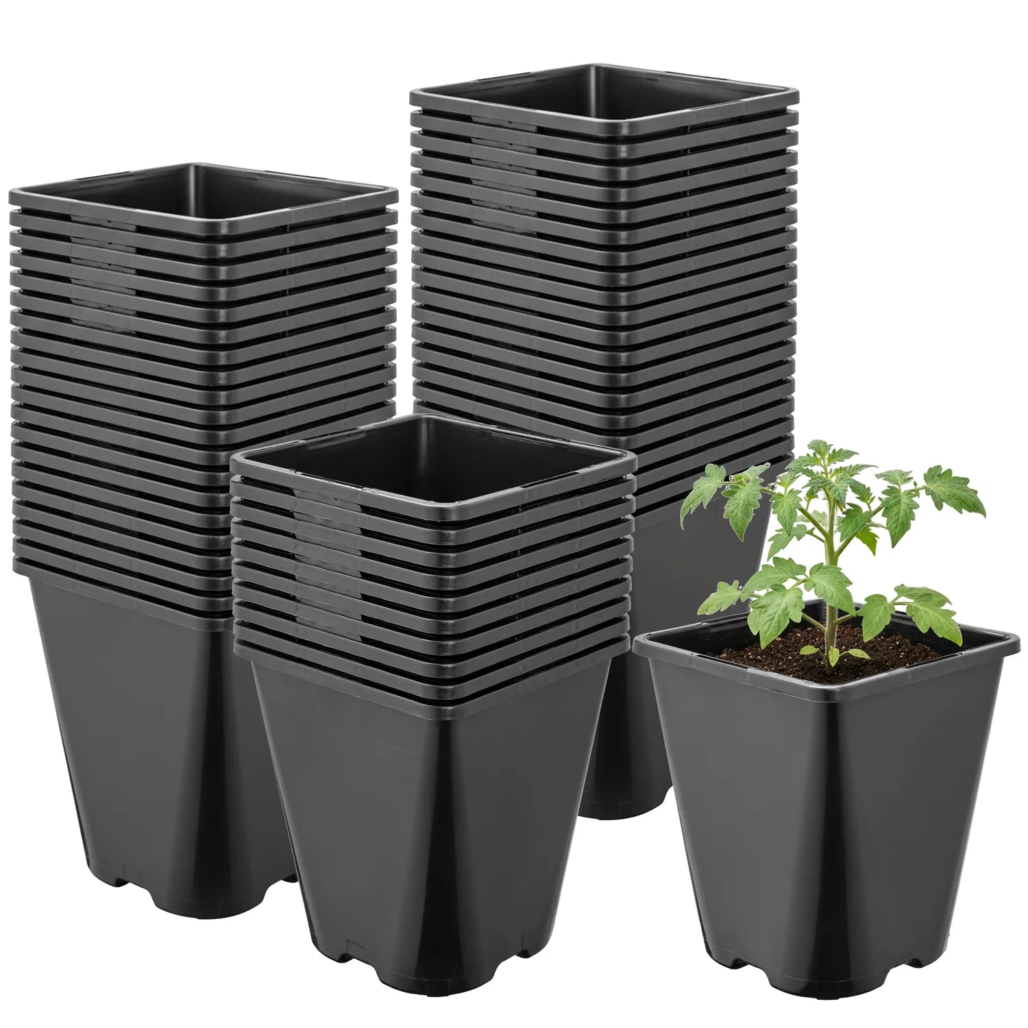 #Größe_11 x 11 x 12,5 cm (1L)#Menge_50  Stück