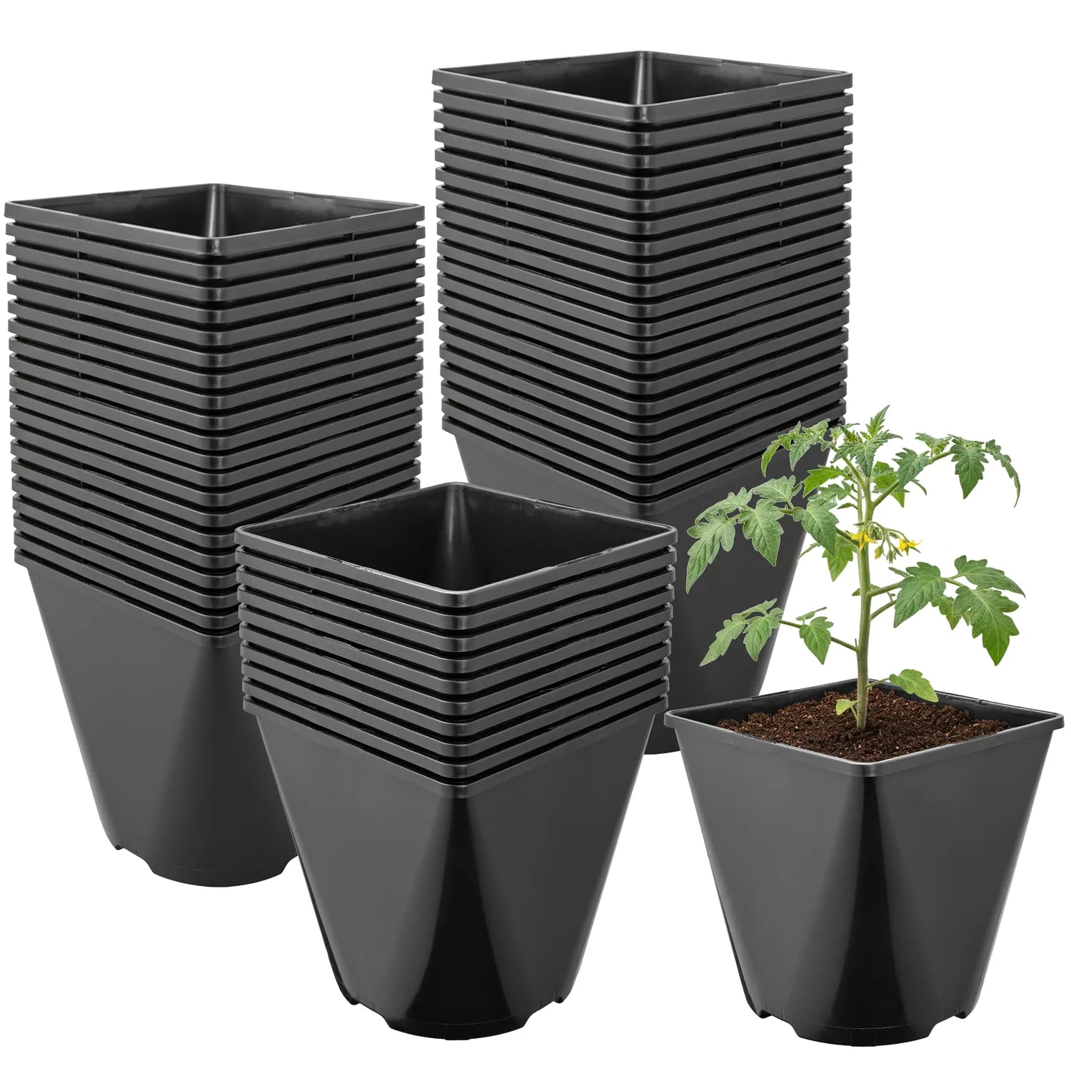 #Größe_15,7 x 15,7 x 16 cm (3L)#Menge_50  Stück