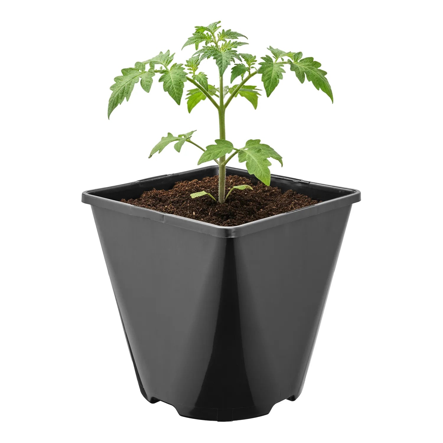 #Größe_14 x 14 x 14 cm (2L)#Menge_1  Stück