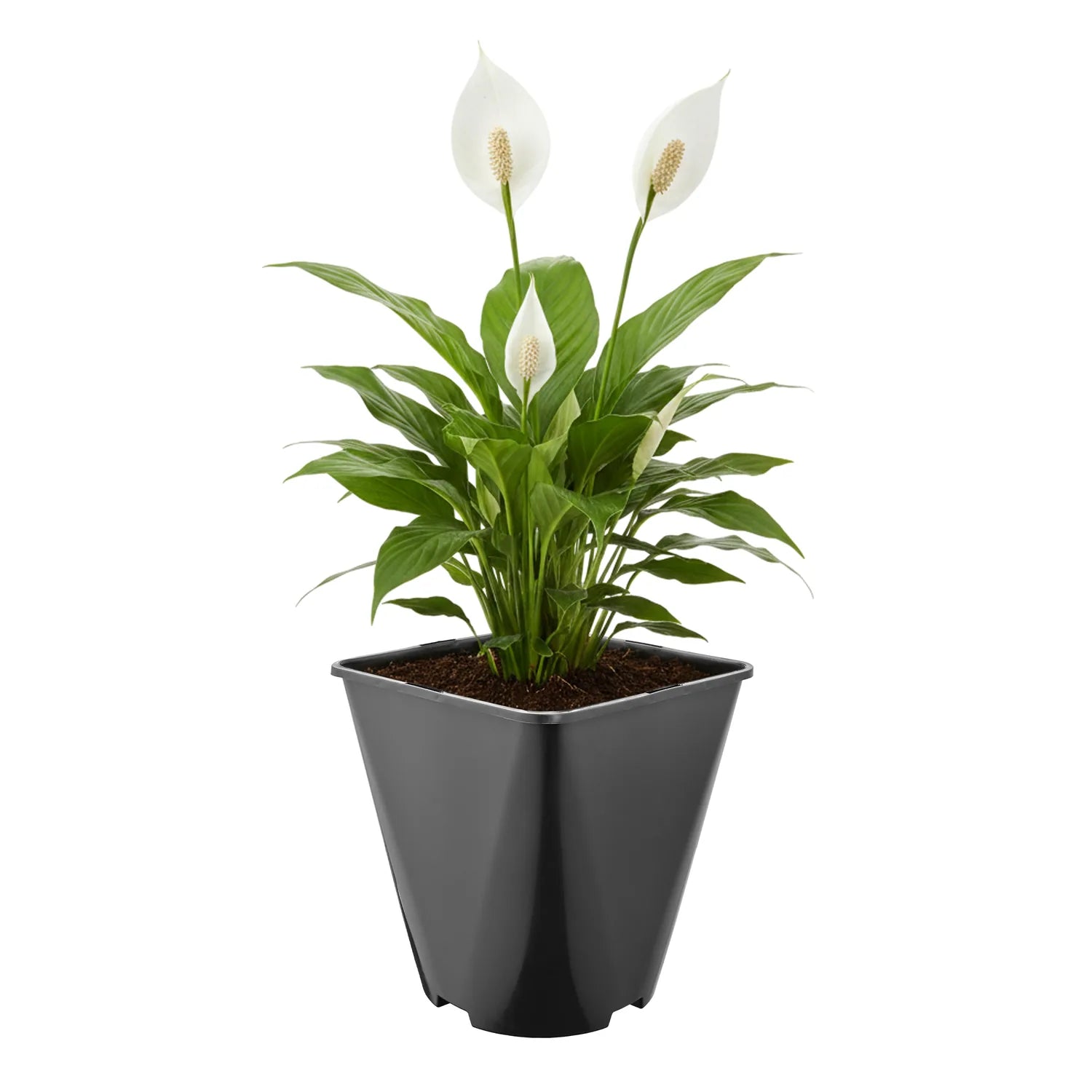 #Größe_18 x 18 x 20 cm (5L)#Menge_1  Stück