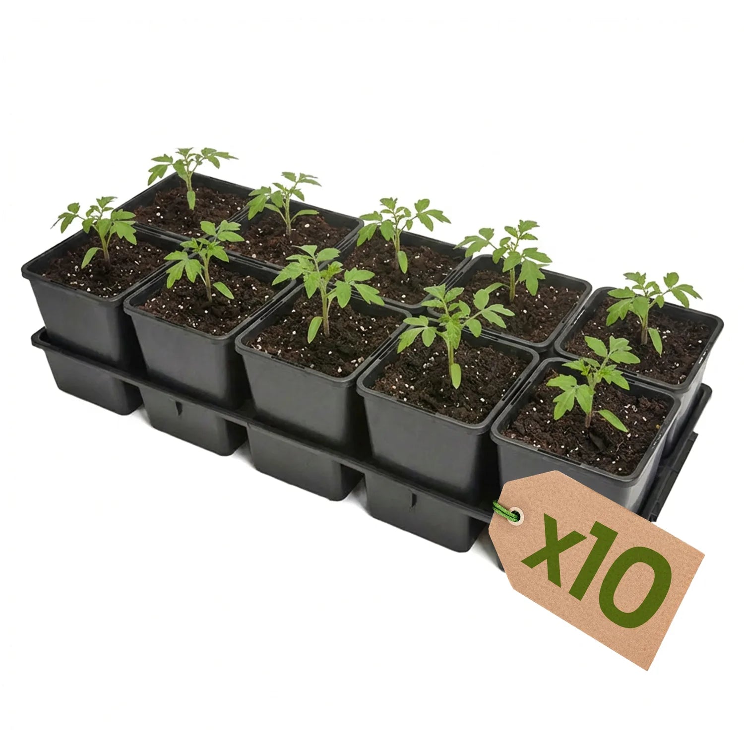 #Größe_Transporttray mit 10 x 1,25L Töpfen#Menge_10 Stück