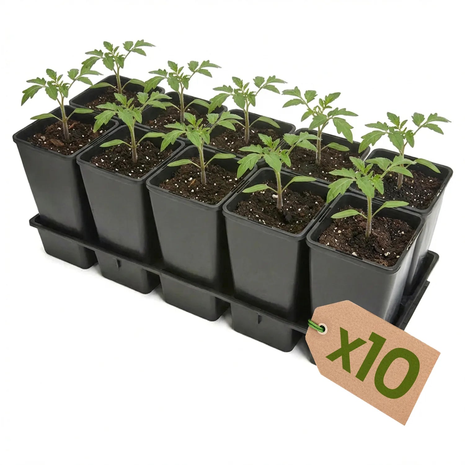#Größe_Transporttray mit 10 x 2L Töpfen#Menge_10 Stück