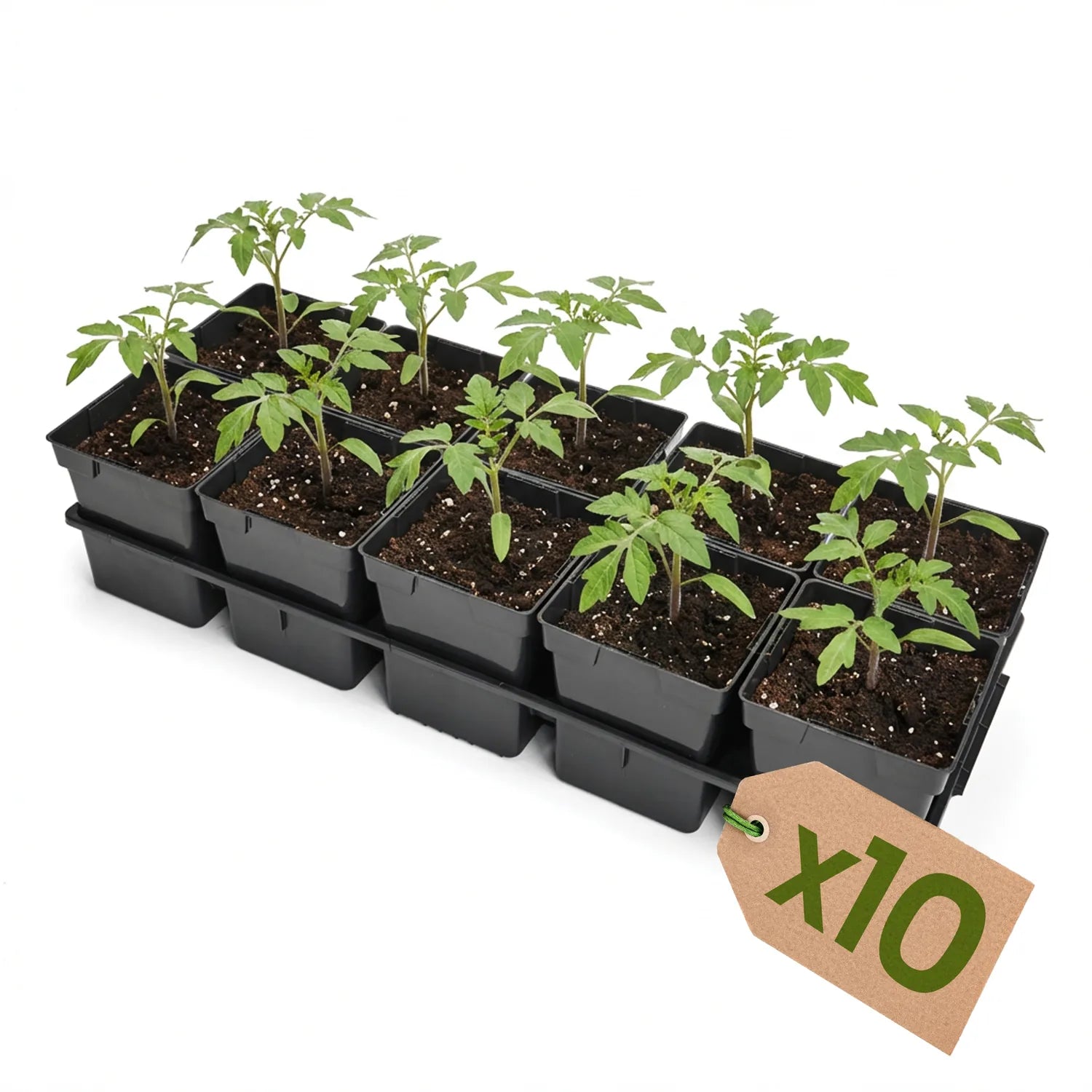 #Größe_Transporttray mit 10 x 1L Töpfen#Menge_10 Stück