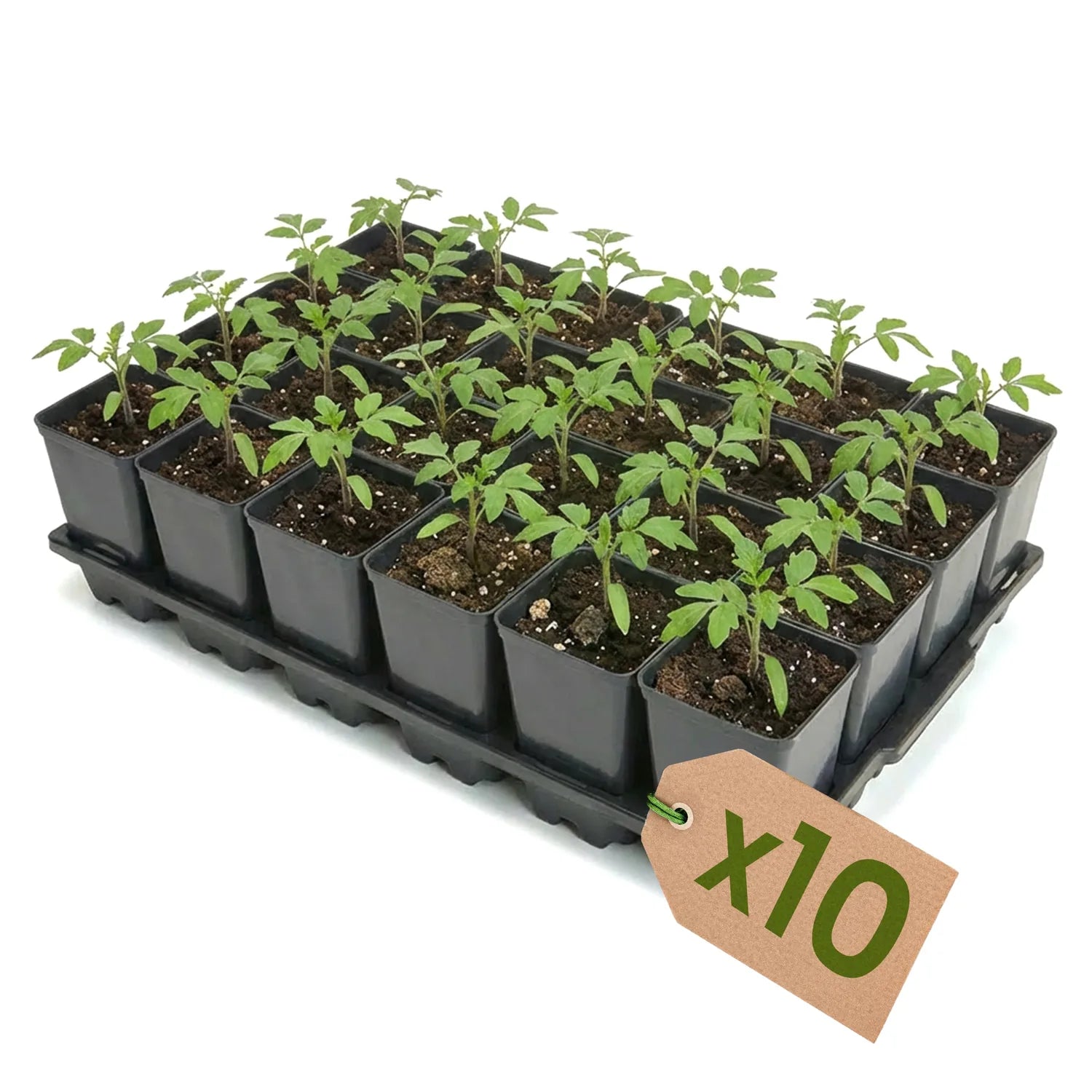 #Größe_Transporttray mit 24 x 0,8L Töpfen#Menge_10 Stück