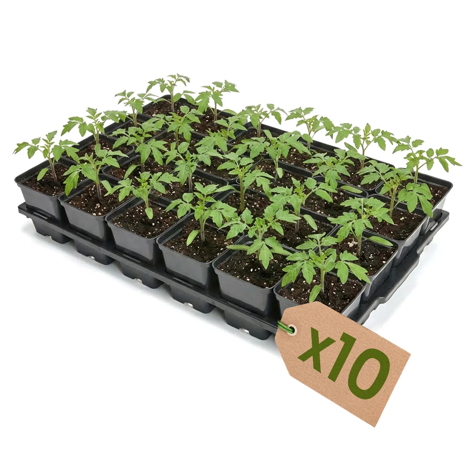 #Größe_Transporttray mit 24 x 0,5L quadratisch Töpfen#Menge_10 Stück