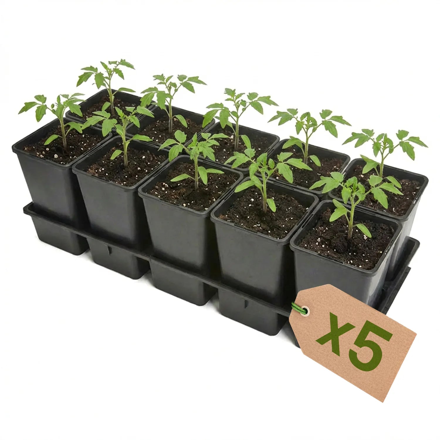 #Größe_Transporttray mit 10 x 1,7L Töpfen#Menge_5 Stück
