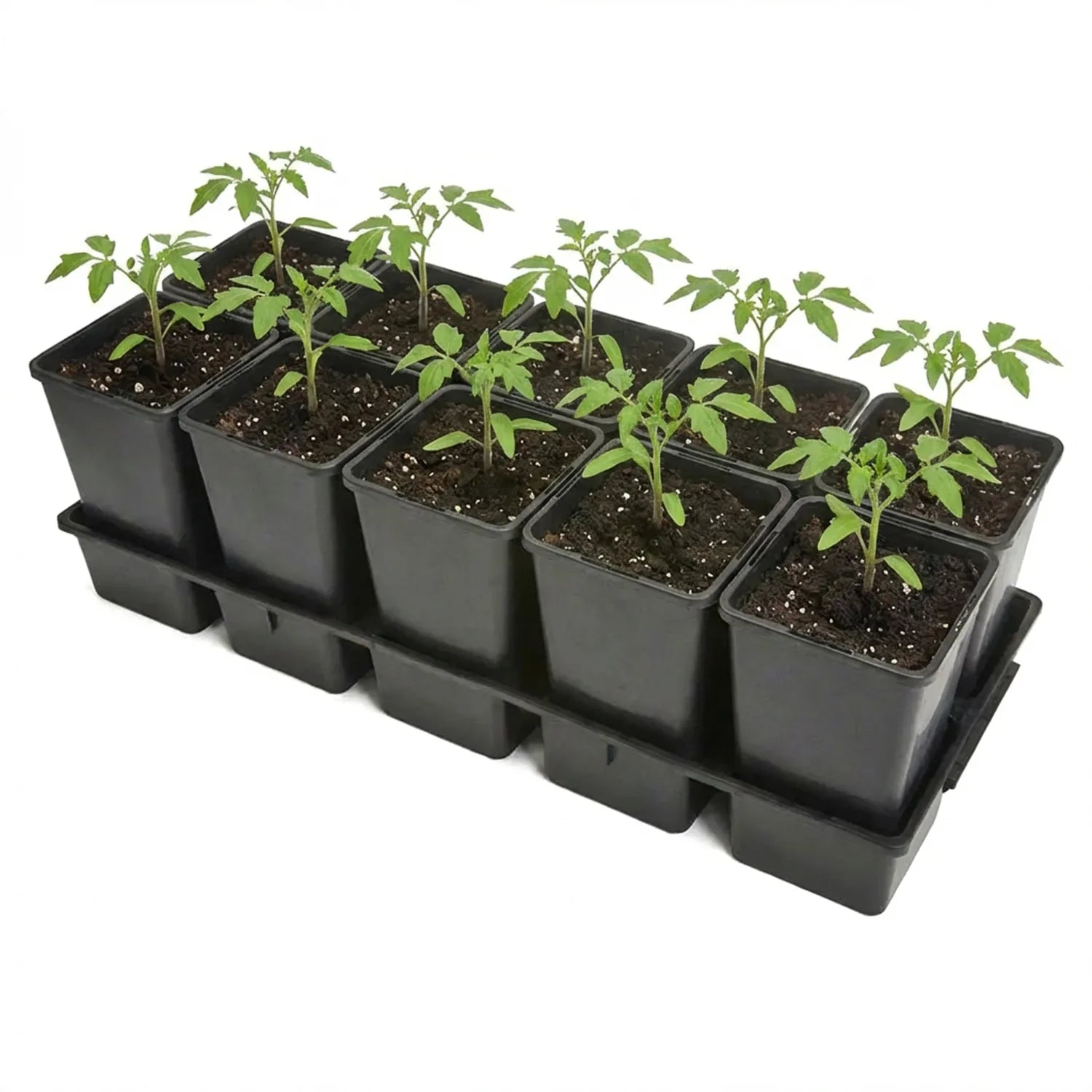 #Größe_Transporttray mit 10 x 1,7L Töpfen#Menge_1 Stück