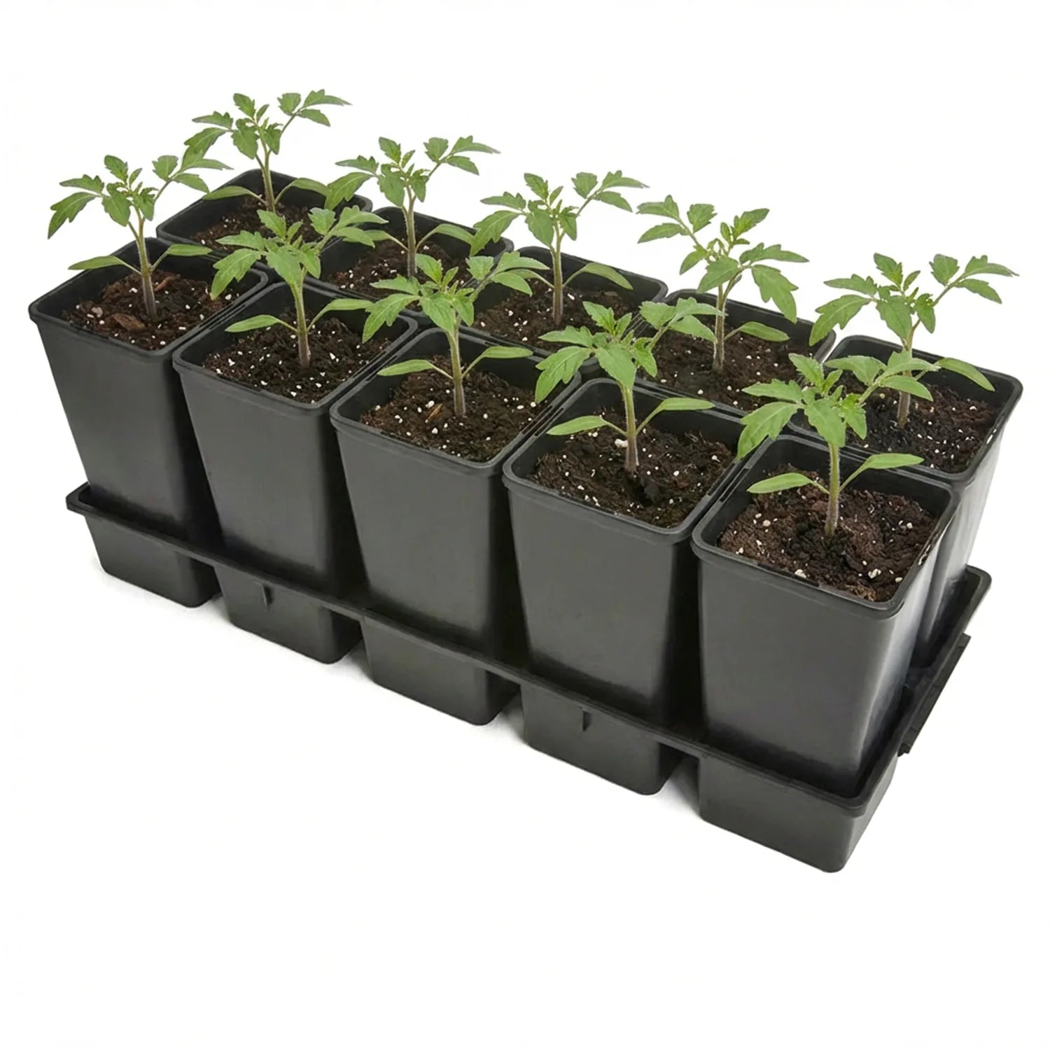 #Größe_Transporttray mit 10 x 2L Töpfen#Menge_1 Stück
