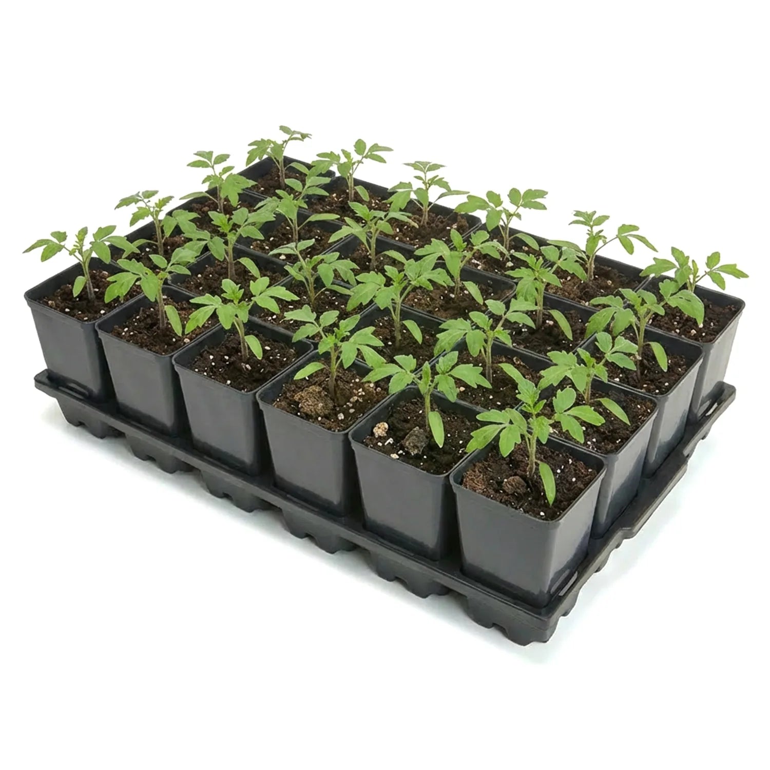 #Größe_Transporttray mit 24 x 0,8L Töpfen#Menge_1 Stück