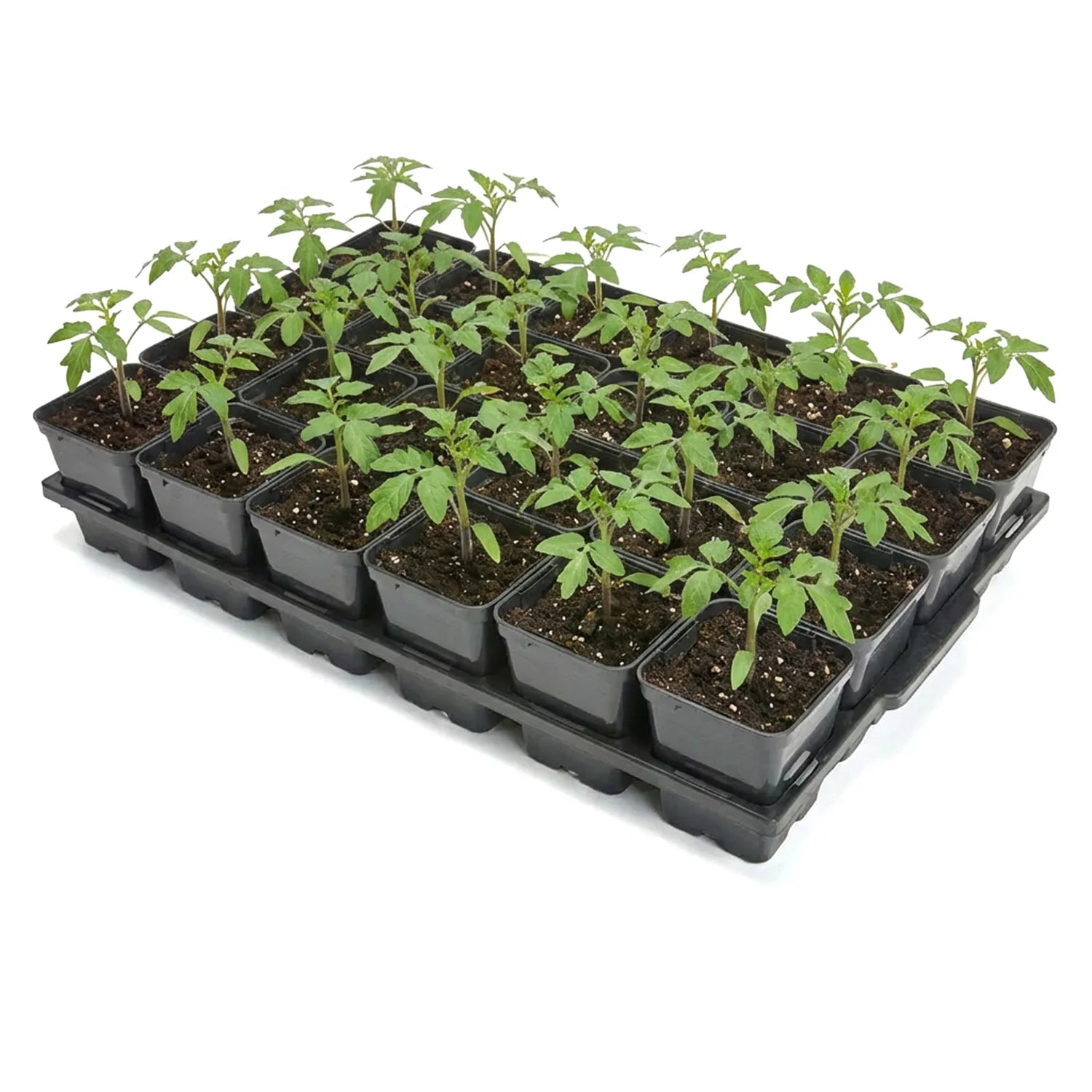 #Größe_Transporttray mit 24 x 0,5L abgerundeten Töpfen#Menge_1 Stück