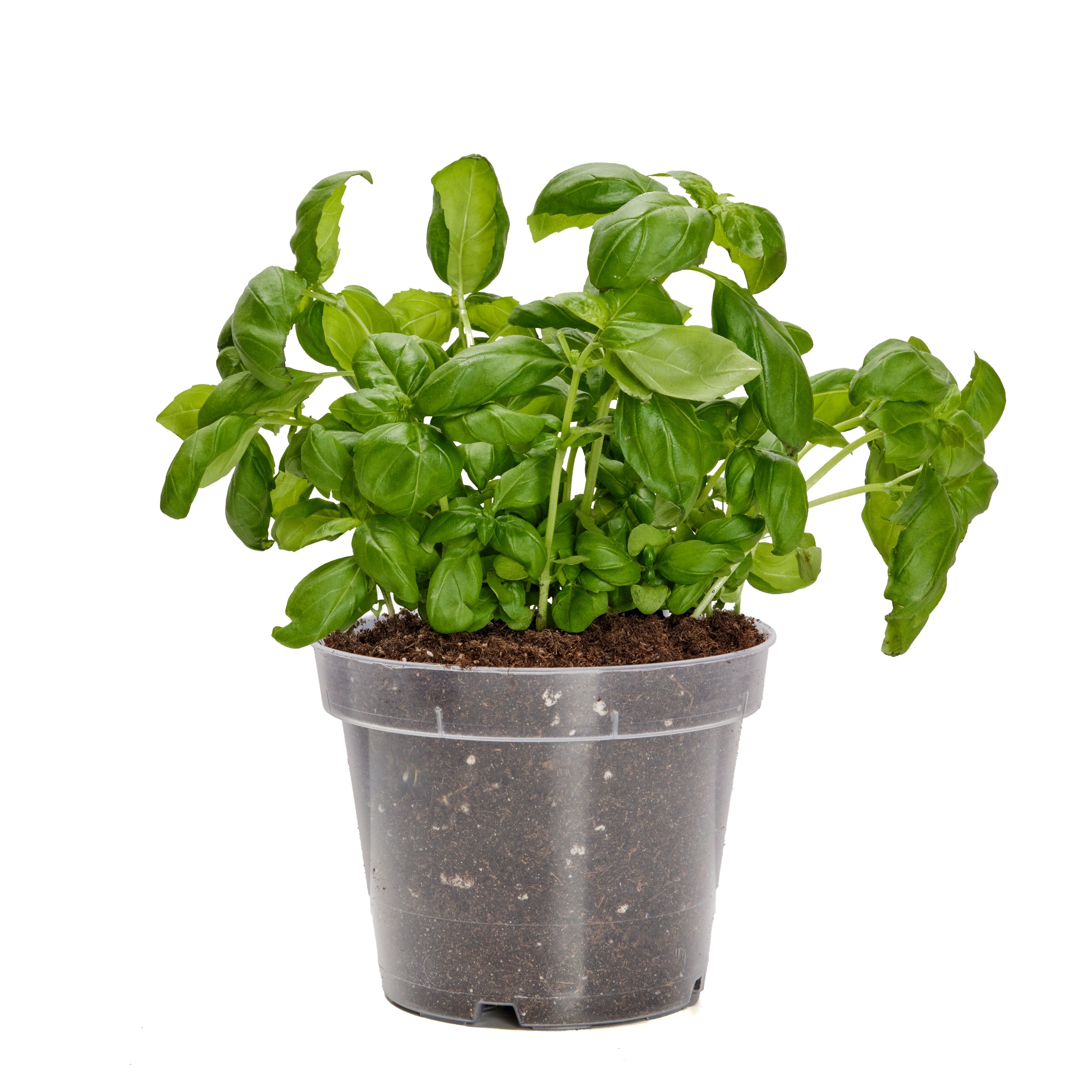 #Menge_1 Stück#!Größe_⌀ 12cm H=10,5cm