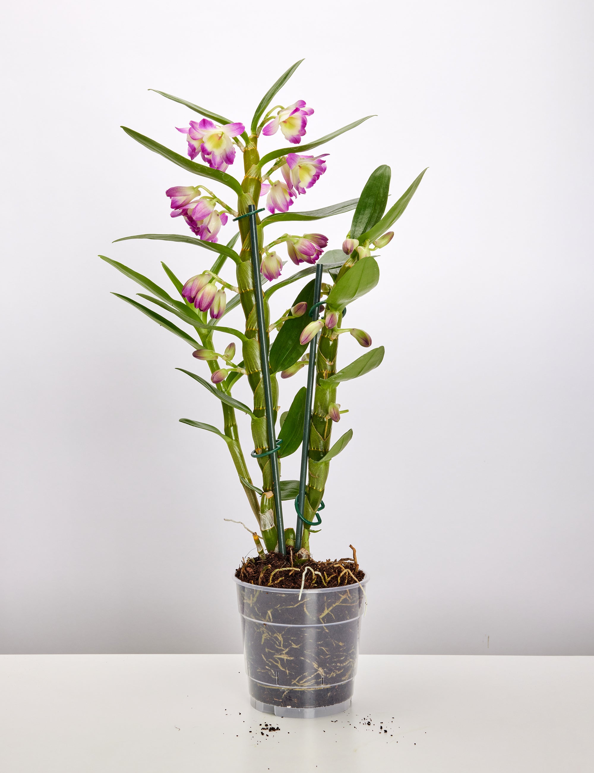 #Größe_⌀ 12cm H=10,5cm