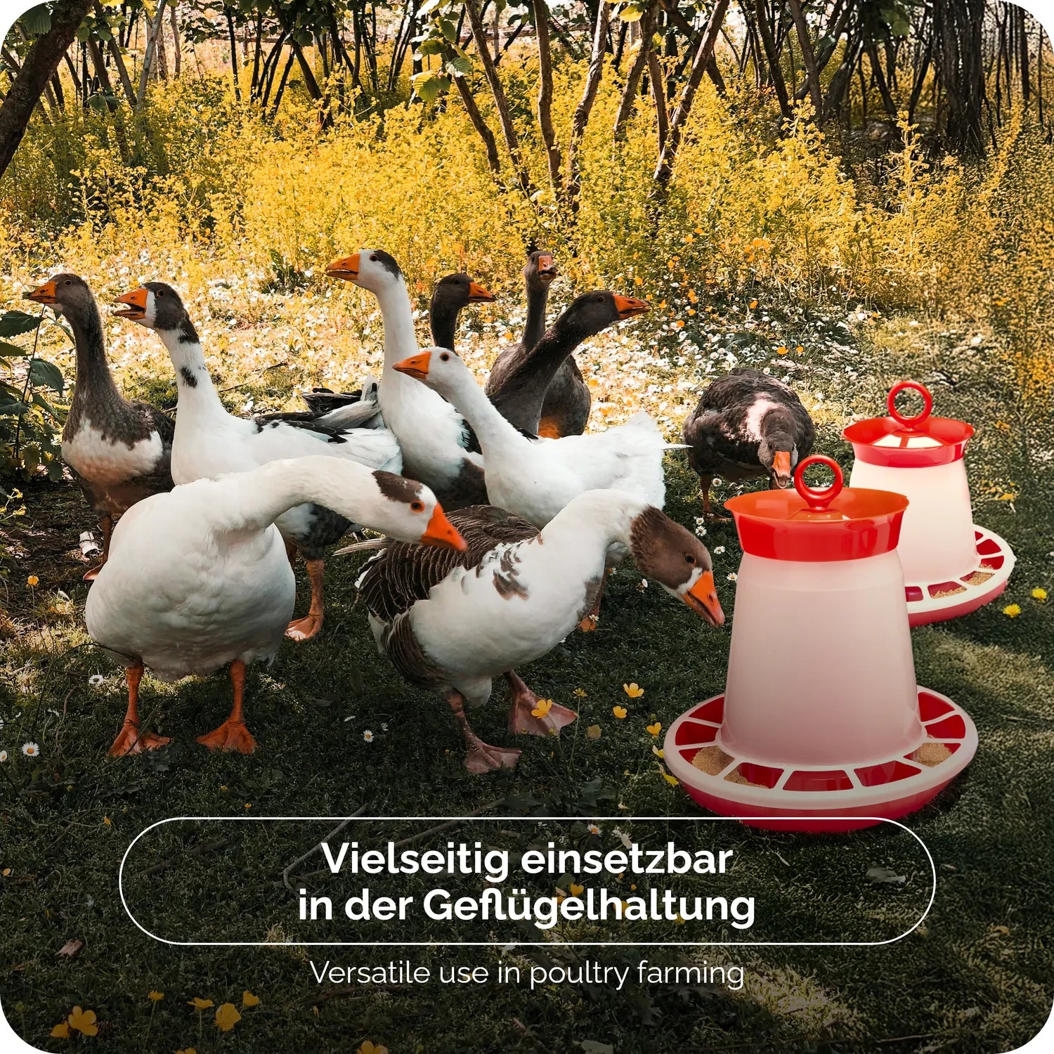 Futterautomat für Hühner leicht zu reinigen 4-8 kg GD-0139