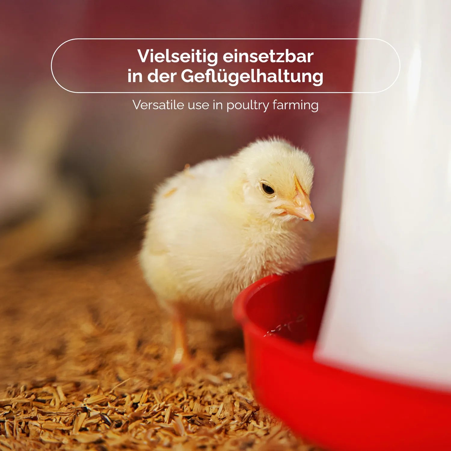 3 - 5 L  Automatischer Wasserspender für Hühner und Küken GD-0138