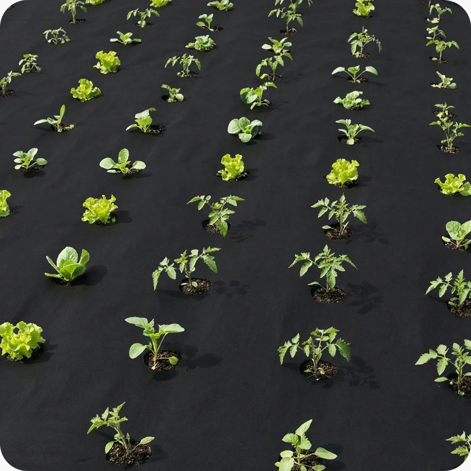 Unkrautvlies 150 g/m² - Robustes Gartenvlies zur Unkrautkontrolle GD-0177
