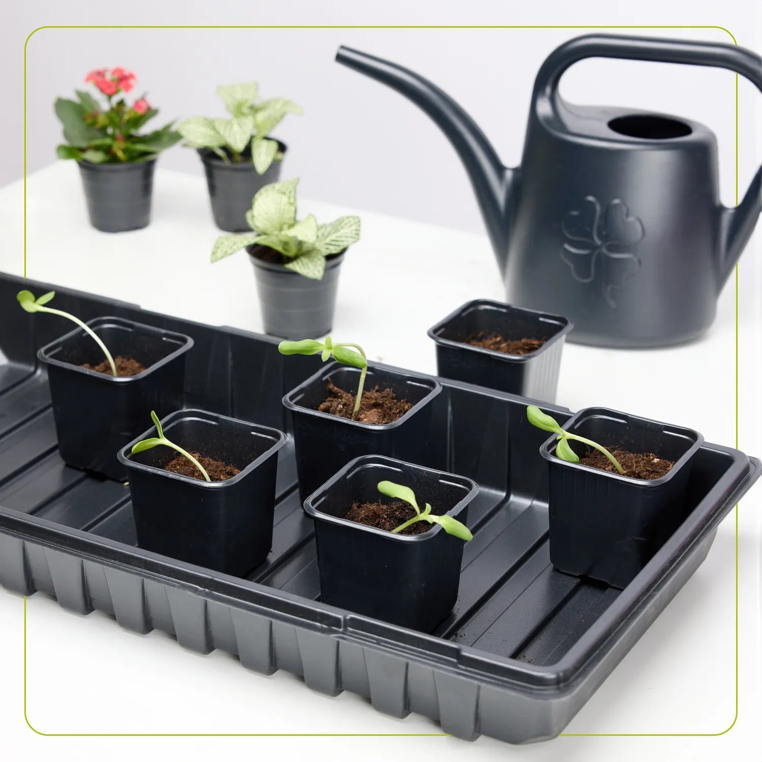 Anzucht Schale Pflanzschale Gewächshaus Pflanzen Anzuchtplatte GD-0065