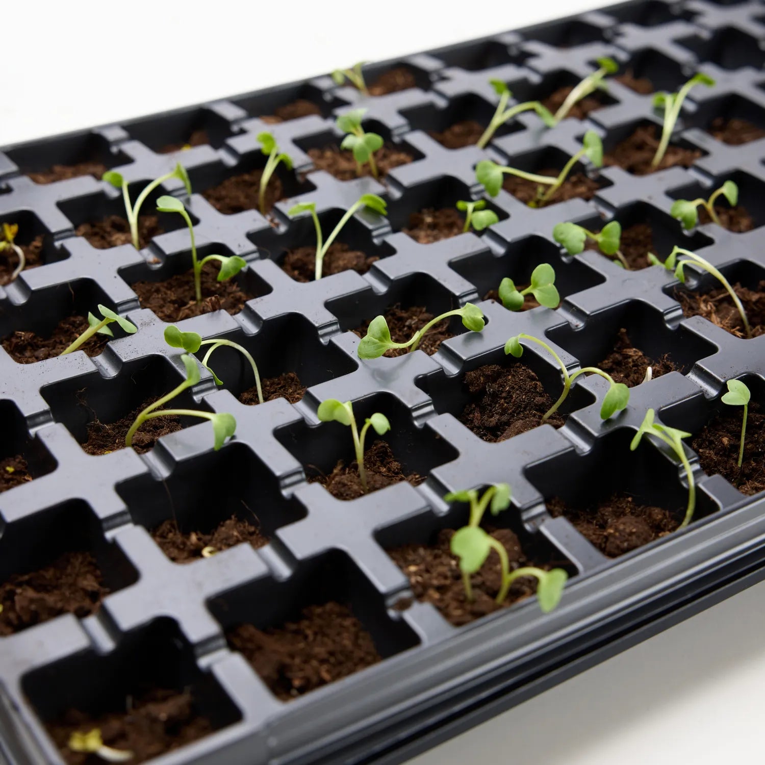 Anzuchtplatte Anzucht Schale Pflanzschale Keimschale GD-0066