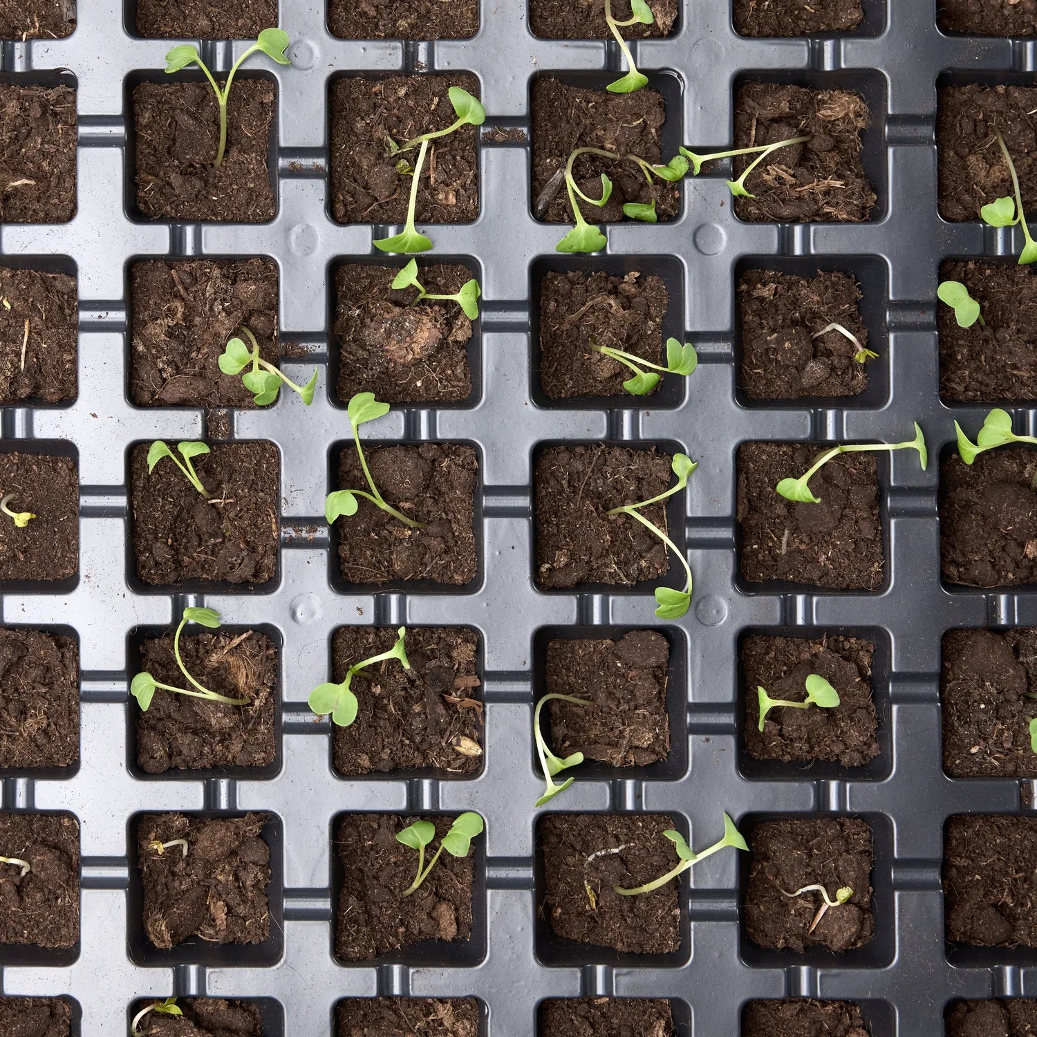 Anzuchtplatte Anzucht Schale Pflanzschale Keimschale GD-0066